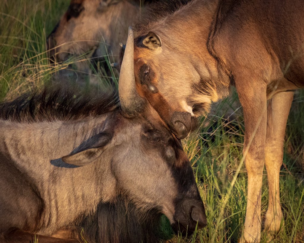 People often say a wildebeest looks like it has been put together from spare parts. The front of a cow or ox and the back of an antelope with the mane and tail or a horse. 

So, do you think this iconic species deserves to be in the “ugly five”?!

#africa #safari #wildlife