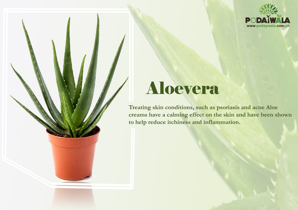 Podaywala On Twitter Aloevera Plant Is Good For Skin And Your