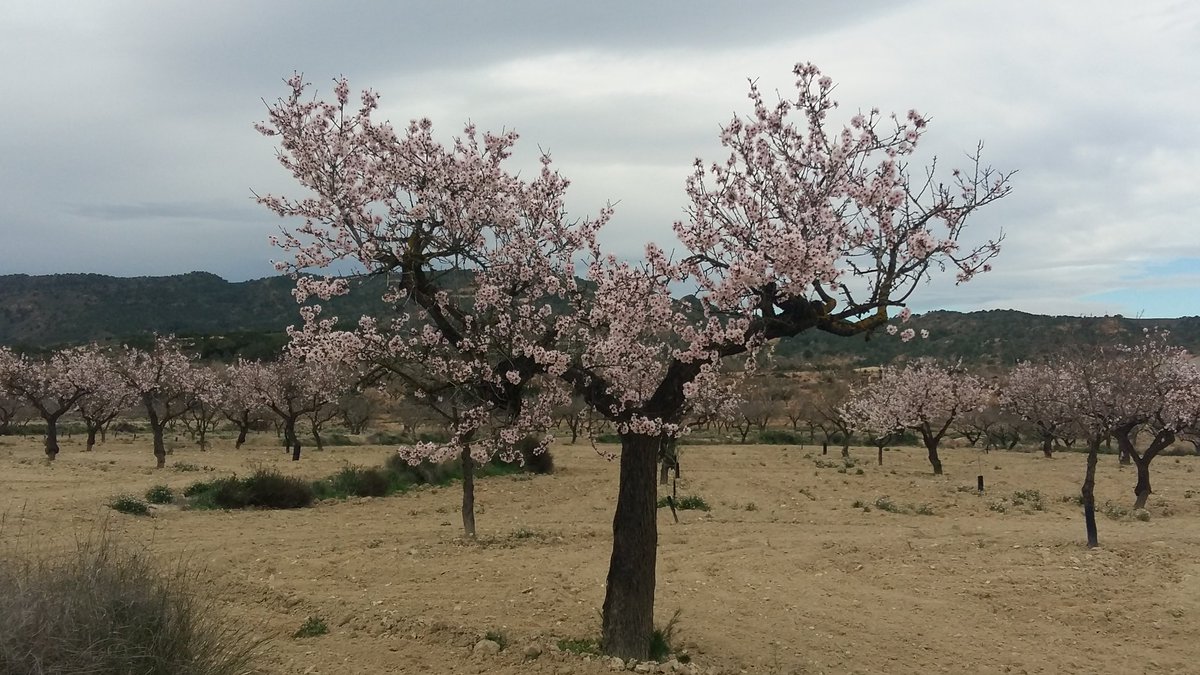 zornoza_raul's tweet photo. Blossom in our #almond trees and #thymes in our #intercropped system in #Murcia @diverfarming. Both crops grow and flower together. #cropdiversification #intercropping #H2020 @ASAJAMURCIA @CEBAS_SWC @VirginiaSanNava https://t.co/OibcbIV60n