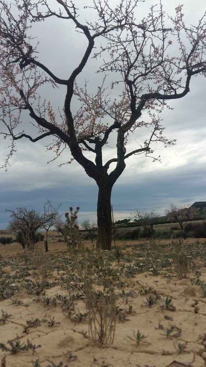 zornoza_raul's tweet photo. Blossom in our #almond trees and #thymes in our #intercropped system in #Murcia @diverfarming. Both crops grow and flower together. #cropdiversification #intercropping #H2020 @ASAJAMURCIA @CEBAS_SWC @VirginiaSanNava https://t.co/OibcbIV60n