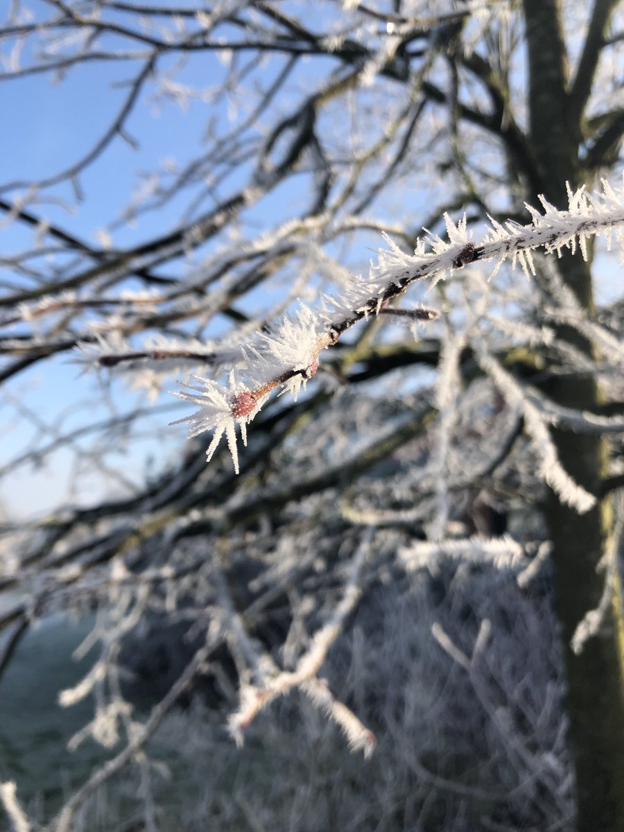 UoNFoodSystems's tweet photo. Look! #iciclewatch over here on Sutton Bonington this morning. Plus it is sunny! #FutureFoodNotts https://t.co/w2oVEvL1EE