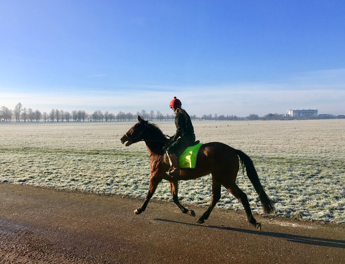 JohnWathenBerry's tweet photo. A beautiful scene as #Delatite has a trot on Racecourse Side @NewmarketGallop during third lot. Southfields and the Rowley Mile grandstand in the background. Temperature has now rocketed up to zero in this lovely sunshine. https://t.co/Q7st6p3S4p