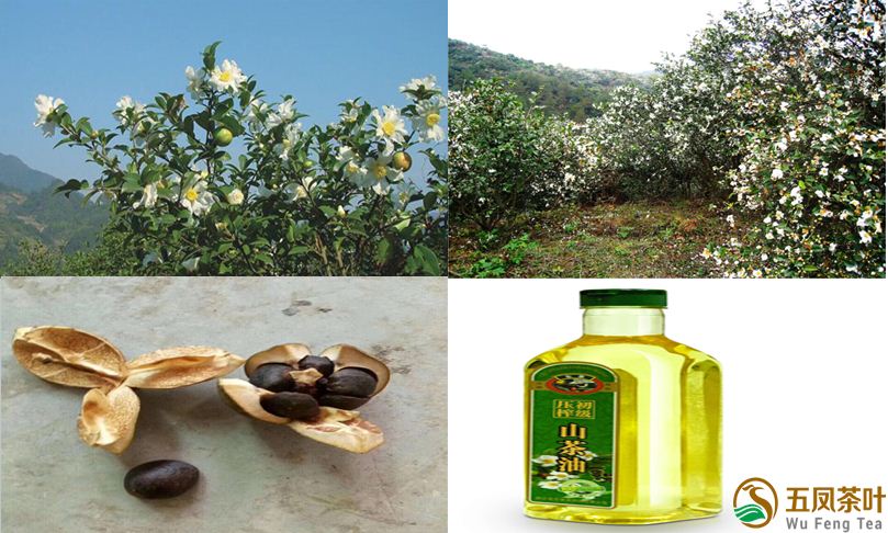 wufengtea's tweet photo. Chinese has a 'tea oil' which is derived from the seeds of Camellia oleifera. It is used extensively in China as edible cooking oil. The used tea seeds are then used as traditional Chinese organic fertilizer and pesticide. 
#teafact #WufengTea #CamelliaOleifera https://t.co/BWqbPOVMEd