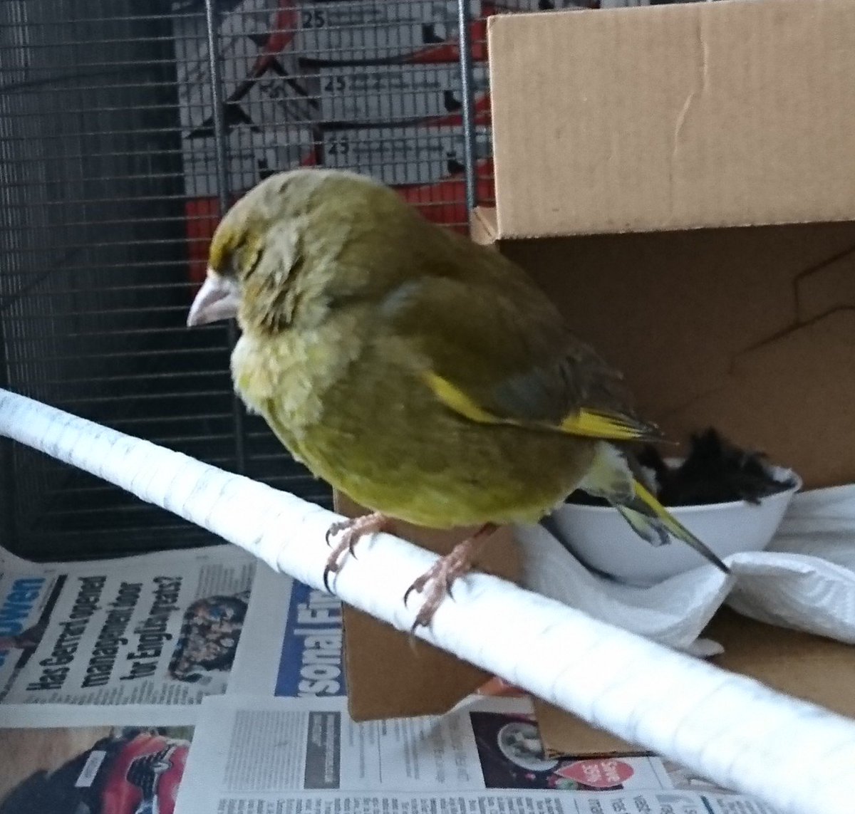 DarloLoopyLou's tweet photo. Out of ICU and now in the
🐦 #NirvanaSuite 🐦 @randomname2029
Hope he's strong enough 🤞🙏 https://t.co/KaPiU8sIeV