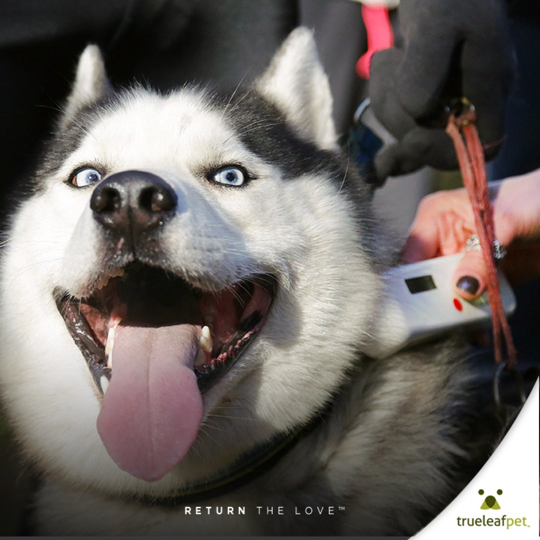 trueleafpet's tweet photo. Last day of January and last resolution idea 😉
Resolution#16 Get micro-chipped!
1 out of 3 dogs will get lost at some time in their lives.
#resolutions #doggo #neverwithoutmydog #trueleafpet https://t.co/3AUI3evGFJ