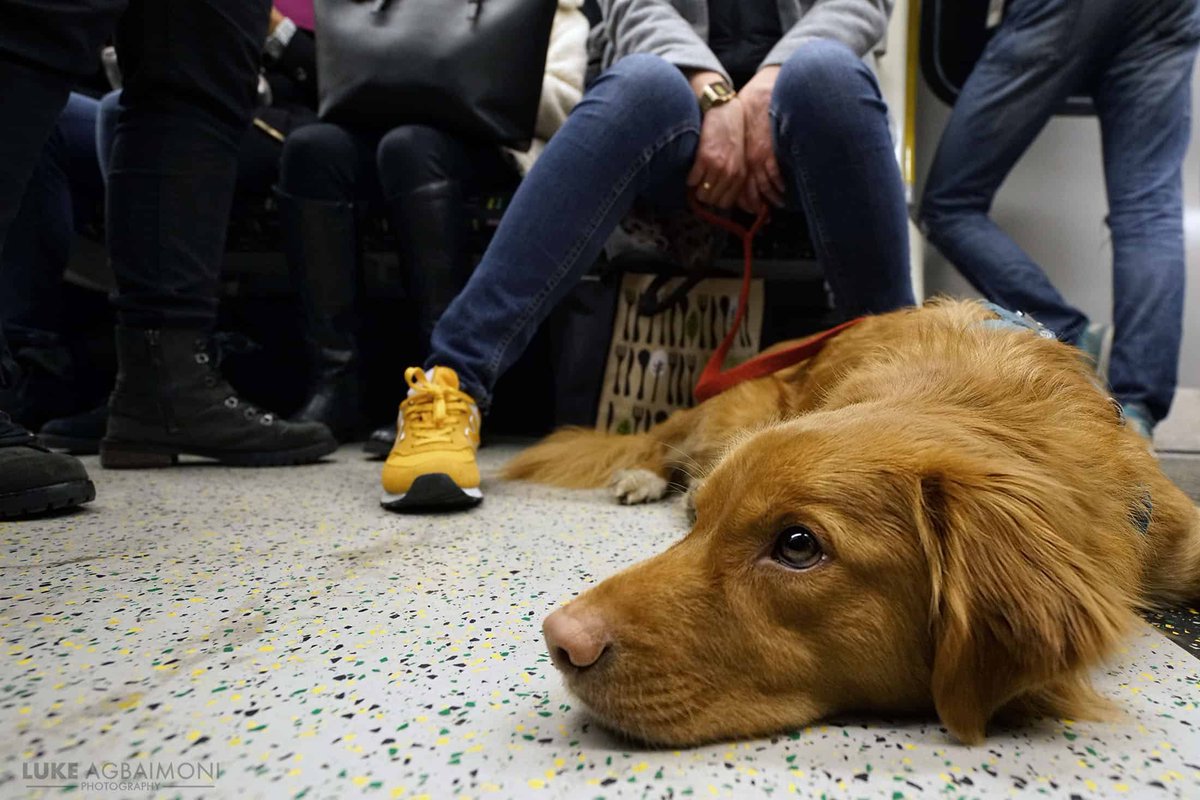 tubemapper's tweet photo. 🚫 IT'S FORBIDDEN TO ATTEMPT CONVERSATION ON THE LONDON UNDERGROUND🚫

This rule can only be broken if…

1)An emergency happens
2)Something funny occurs
3)A kid, tourist, drunk, etc who knows no better
4)Someone has a cute dog

More animal photography
https://t.co/aQWljaDKMG

🐶 https://t.co/jKM2jl4k9P