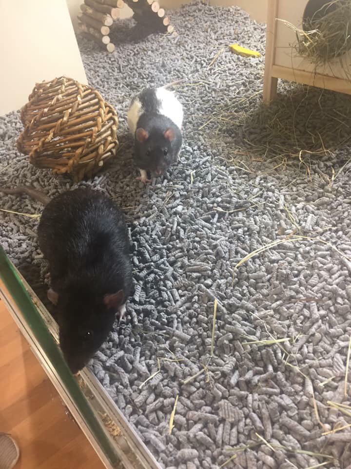 AtMalvern's tweet photo. We have animals in Support Adoption looking for their forever home! 🏠💕 

Pop into store or call 0345 266 1792 for more details 🏠💖

#SupportAdoption #PetsAtHomeMalvern https://t.co/yOiTC72lmf