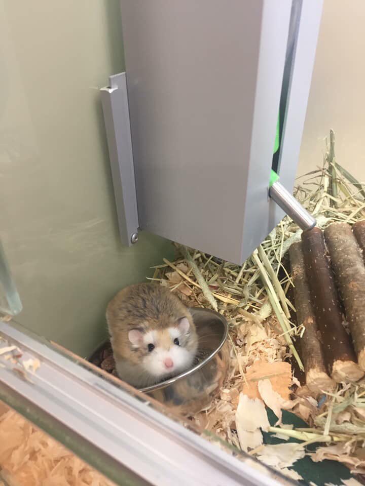AtMalvern's tweet photo. We have animals in Support Adoption looking for their forever home! 🏠💕 

Pop into store or call 0345 266 1792 for more details 🏠💖

#SupportAdoption #PetsAtHomeMalvern https://t.co/yOiTC72lmf
