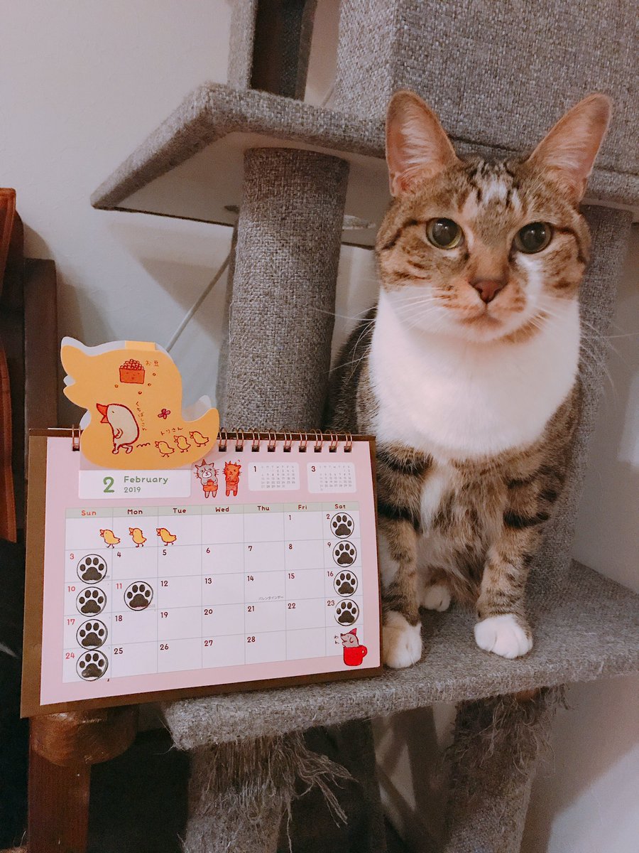 猫カフェ ねこ田さん家 大阪 2月のカレンダーとぴこちゃんとわさびちゃんです 上手に撮れなくてわさびのお顔が暗くなってる ごめんよ わさび さび猫 1月も終わり 明日から2月 月末月初 くちばしさくぞうさん カレンダー 猫好きさんと