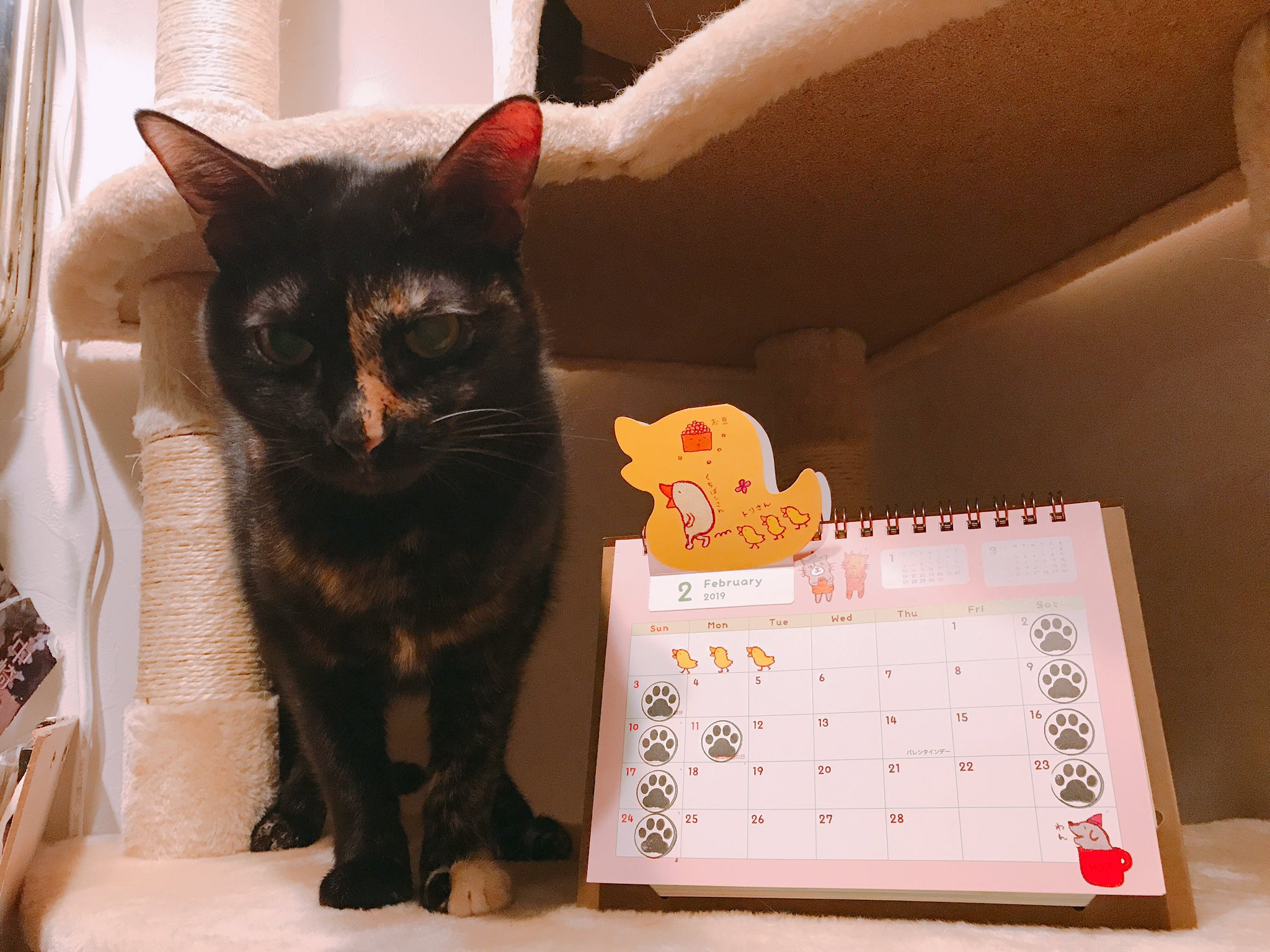猫カフェ ねこ田さん家 大阪 2月のカレンダーとぴこちゃんとわさびちゃんです 上手に撮れなくてわさびのお顔が暗くなってる ごめんよ わさび さび猫 1月も終わり 明日から2月 月末月初 くちばしさくぞうさん カレンダー 猫好きさんと