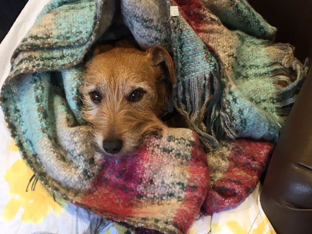 AppSoft - Technopoly tweet media