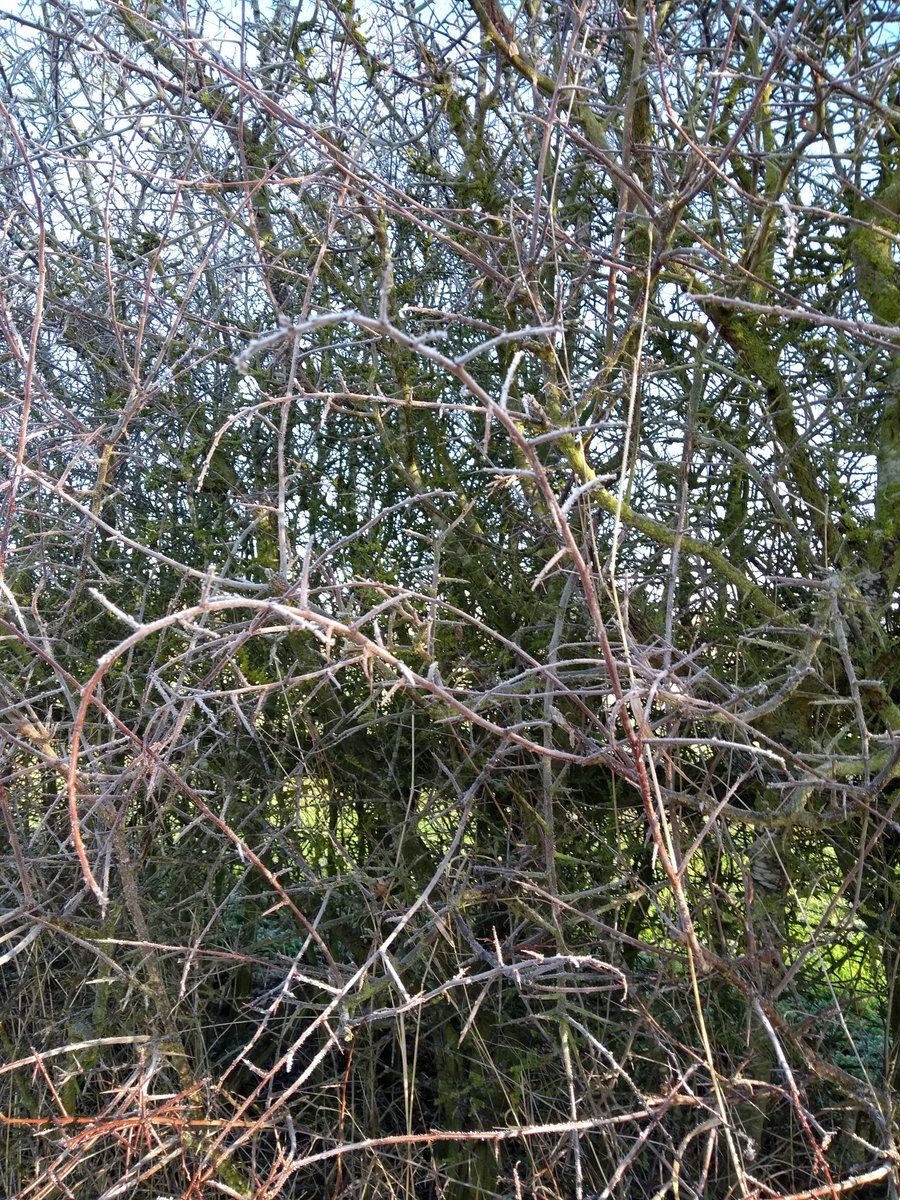 LilyMayCurator's tweet photo. Winters Morning Xx #Photography #winter #Frosty https://t.co/qMHfcTgWQu