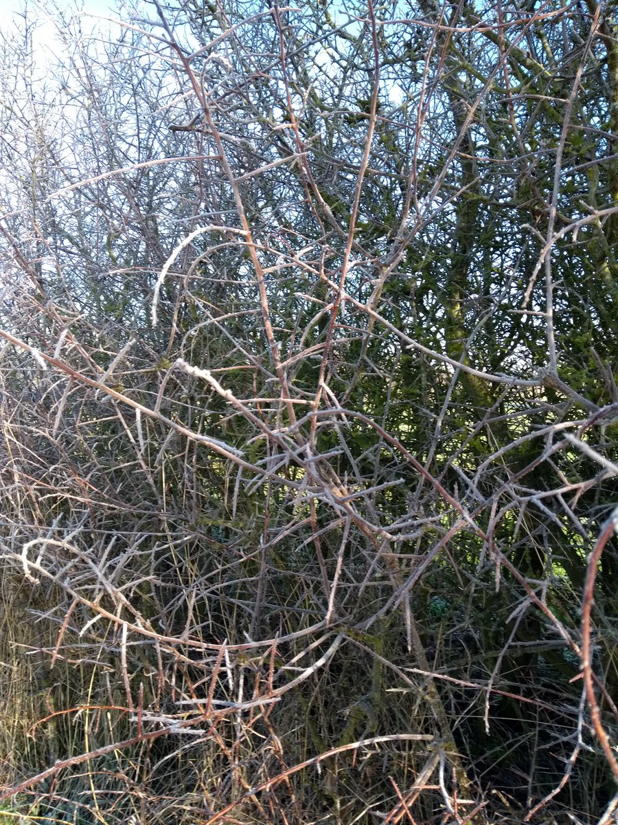 LilyMayCurator's tweet photo. Winters Morning Xx #Photography #winter #Frosty https://t.co/qMHfcTgWQu