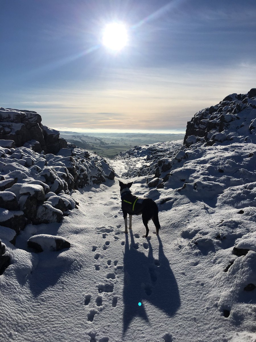 Another day. Another snowy run. Wahoo 🐾 ❄️