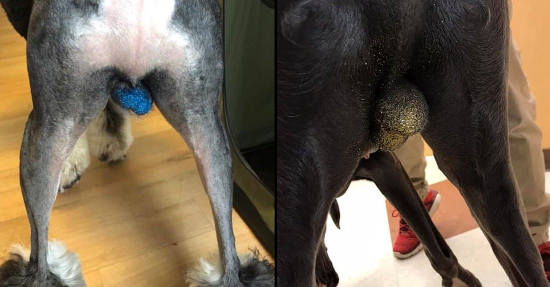 Hals revidere Forbedre LADbible on Twitter: "Pet owners put glitter on their dogs' testicles in  disturbing new trend. https://t.co/7rUwZUjxgk https://t.co/hWtz1a6RAP" /  Twitter
