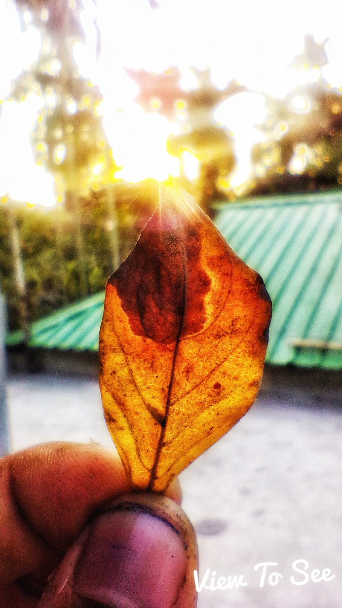 Creature__JJ's tweet photo. follow @JollyJoyHuman #natureslove #naturesphotography
#mothernature
#nature #naturebeautiful #natureshooters
#clicked #by 5 #mp #camera #green #naturelovers #naturebeauty #morninglight #joyclicks #tree #beauty  #mobilephotography #India #ThursdayAesthetic #leafly https://t.co/ESyvyrKNq9
