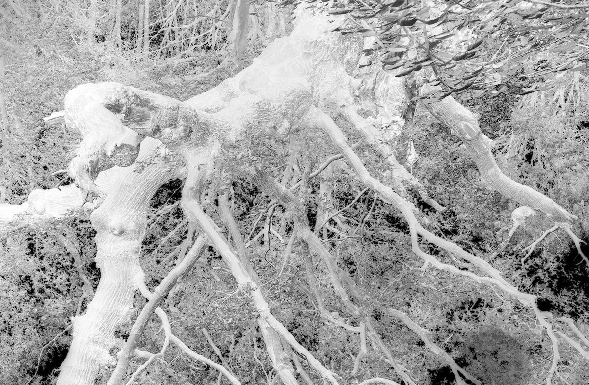 firstsite's tweet image. Join us Fri 8 Feb 2019 6pm – 8pm for the opening of susan pui san lok: A Coven A Grove A Stand. 

An evolving installation combining sculpture, sound and moving image, with hand-crafted pieces from local communities. 

Find out more: firstsite.uk/whats-on/coven… #NewGeog @NewGeog