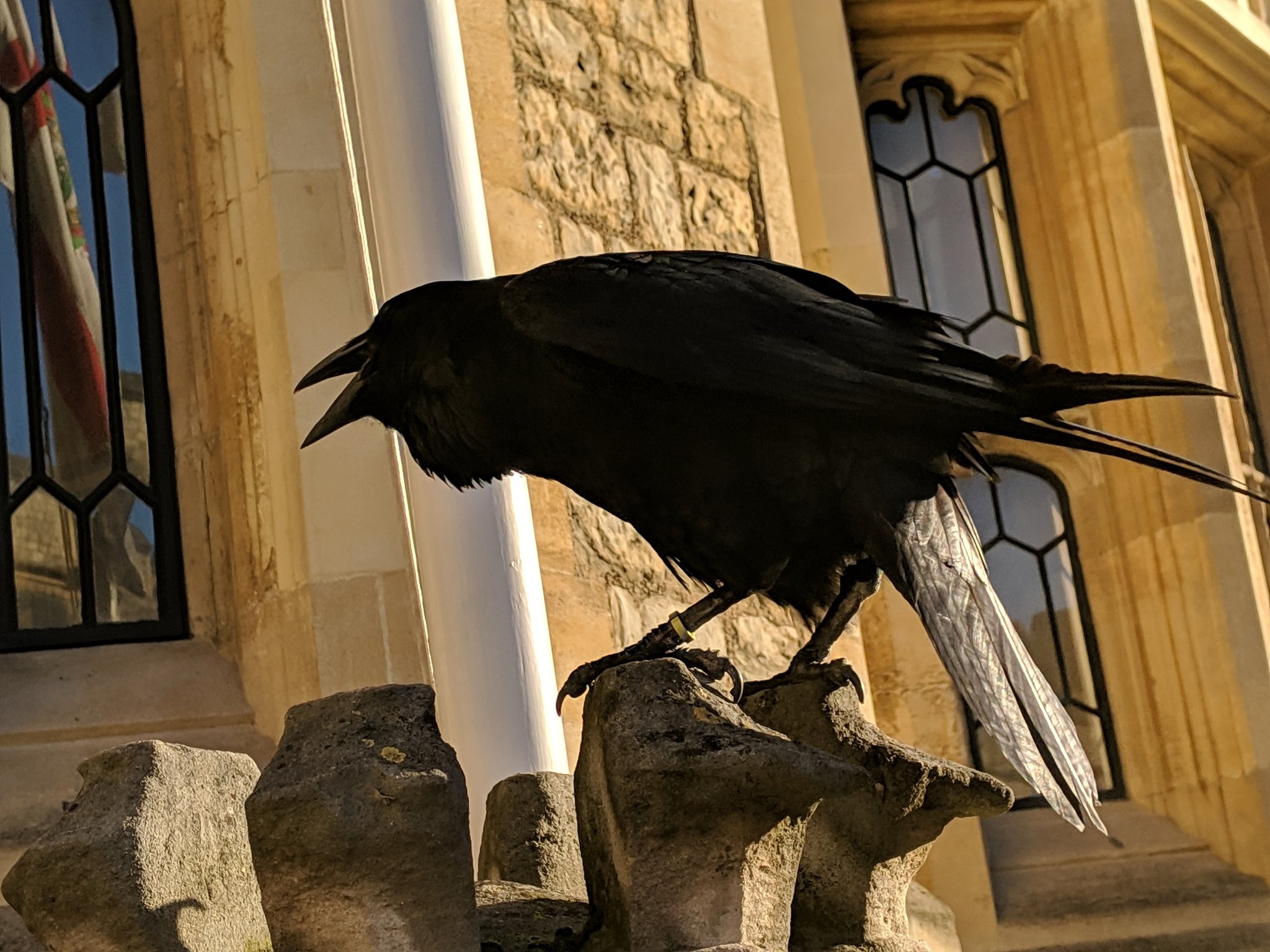 ちょまど Ms入社5周年嬉しい ちょまどイギリス冬休み ロンドン塔のワタリカラス Raven です 普通のカラスより大きいです アーサー王が魔法でワタリガラスに姿を変えられてしまったという伝説もあり ワタリガラスを殺す事はアーサー王への反逆行為とも