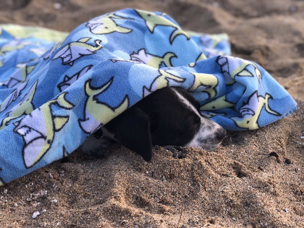 soulsofsatos's tweet photo. We rescued this beautiful baby Remi/Hempe the other day and we just can’t help ourselves. 
He is the most well behaved puppy we’ve ever met and we’re just obsessed. Hopefully he’s going to get to his forever home soon. 🥰
#soulsofsatos #anotherONEsaved https://t.co/zM7PvW1jm1