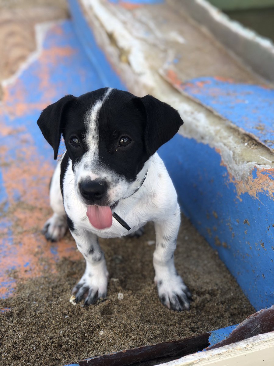 soulsofsatos's tweet photo. We rescued this beautiful baby Remi/Hempe the other day and we just can’t help ourselves. 
He is the most well behaved puppy we’ve ever met and we’re just obsessed. Hopefully he’s going to get to his forever home soon. 🥰
#soulsofsatos #anotherONEsaved https://t.co/zM7PvW1jm1