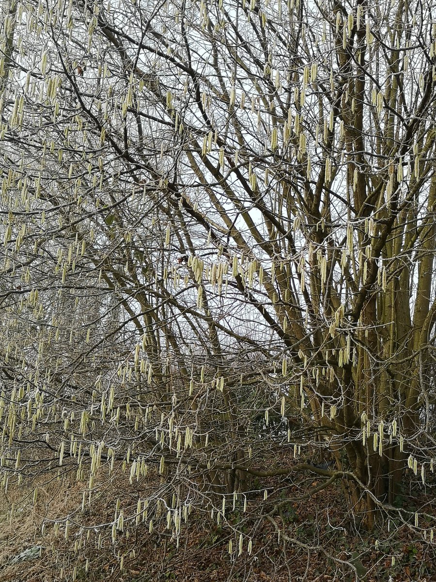 Prima Rosa tweet media