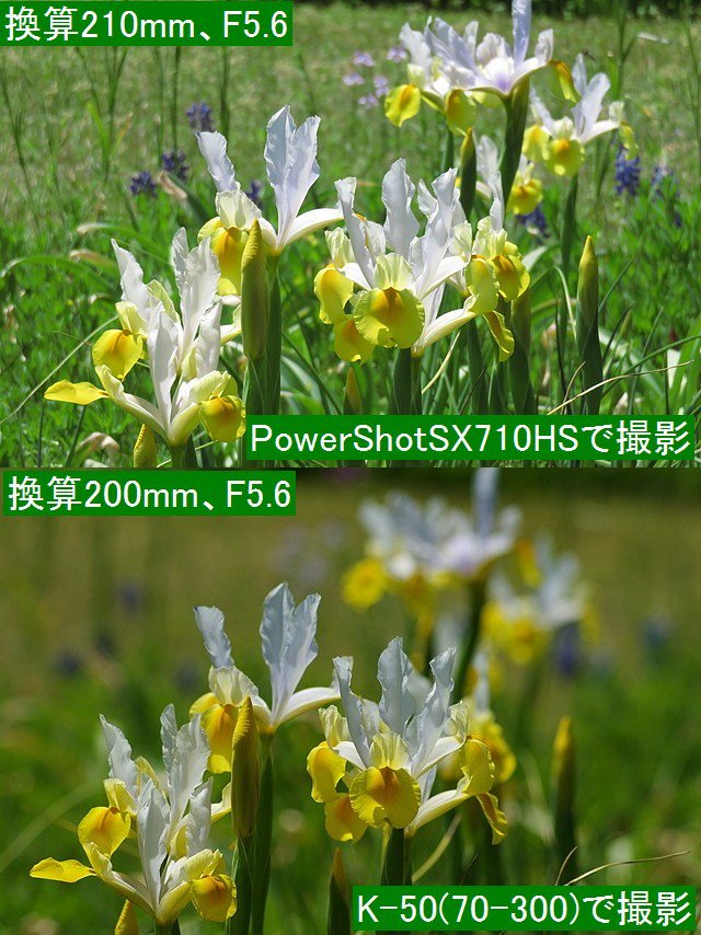 mi84tan3's tweet photo. 抜けペンタックスしたいと思ったこともあったけど、新たにボディ＋レンズ数本を買えば、最低10万円ぐらい必要なことを考えると、被写体以外の背景がボケればいいので、抜けペンは、もうどうでもよくなっている。
#写真撮ってる人と繋がりたい #写真好きな人と繋がりたい #PENTAX #PentaxK50 https://t.co/SUvUN4NLY2