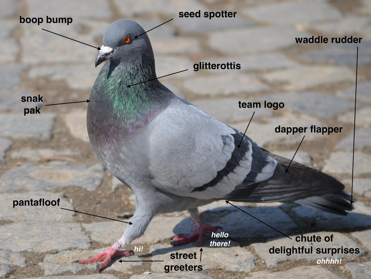 wildbirdfund's tweet photo. Never one to be left out, the pigeon struts right in to #UnscienceAnAnimal. https://t.co/stUFJNLiCp