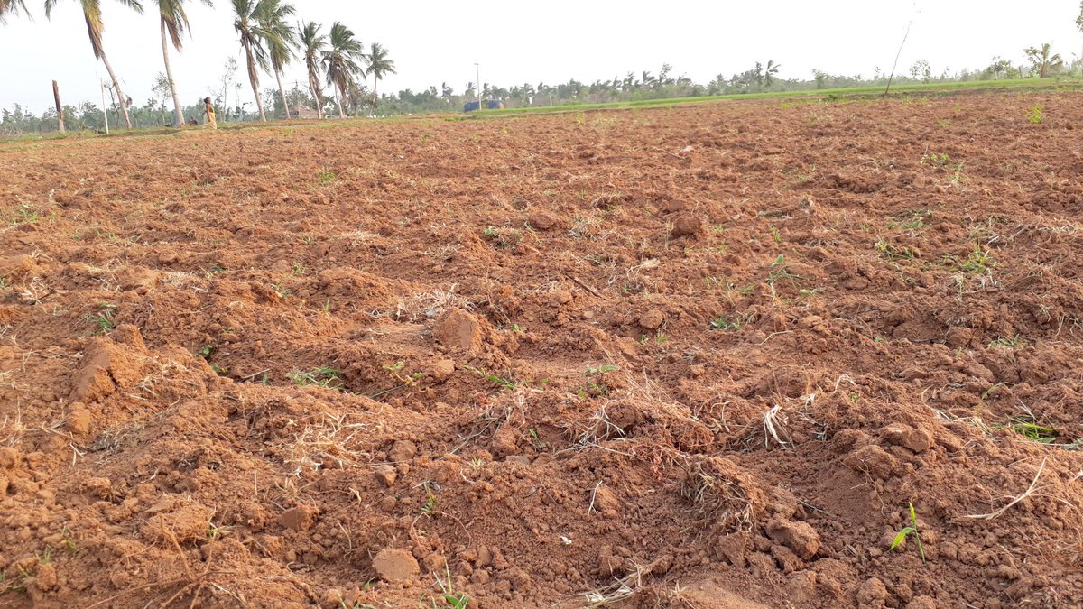 erasaravanan's tweet image. உங்கள் நிலத்தின் வளத்தை சோதிக்கனுமா? ஒரு லிட்டர் அளவு கண்ணாடி பாட்டிலில் உங்க நிலத்து மண்ணை அரை கிலோ போட்டு, நீரால் நிரப்புங்க. ஒரு மணி நேரத்தில் அடிப்பக்கம் மணலும், மேற்பக்கம் மண்ணும் இருக்கும். மணல் அதிகம் இருந்தால் நிலத்தில் சத்து குறைவு. மண் அதிகம் இருந்தால் நிலம் வளம்!