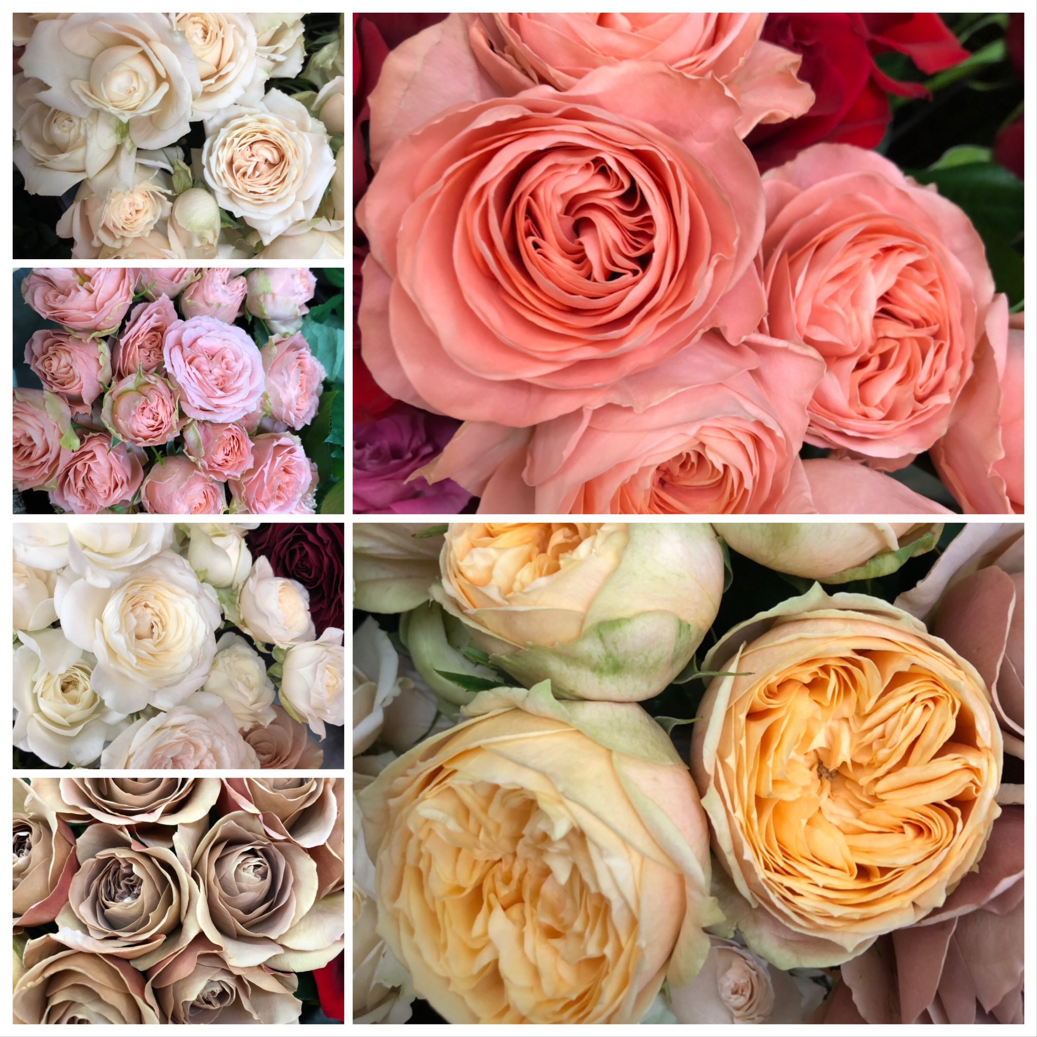Flower En Twitter 遅くなりました 今日届いた花達 薔薇の花 もりもり コロコロ 花弁たっぷりと マルゴー バニラカタリナ クリスタルドレス フェアリーキッス ロマンティックレース アプリコットアンティーク T Co 7v9ukso3oi Twitter