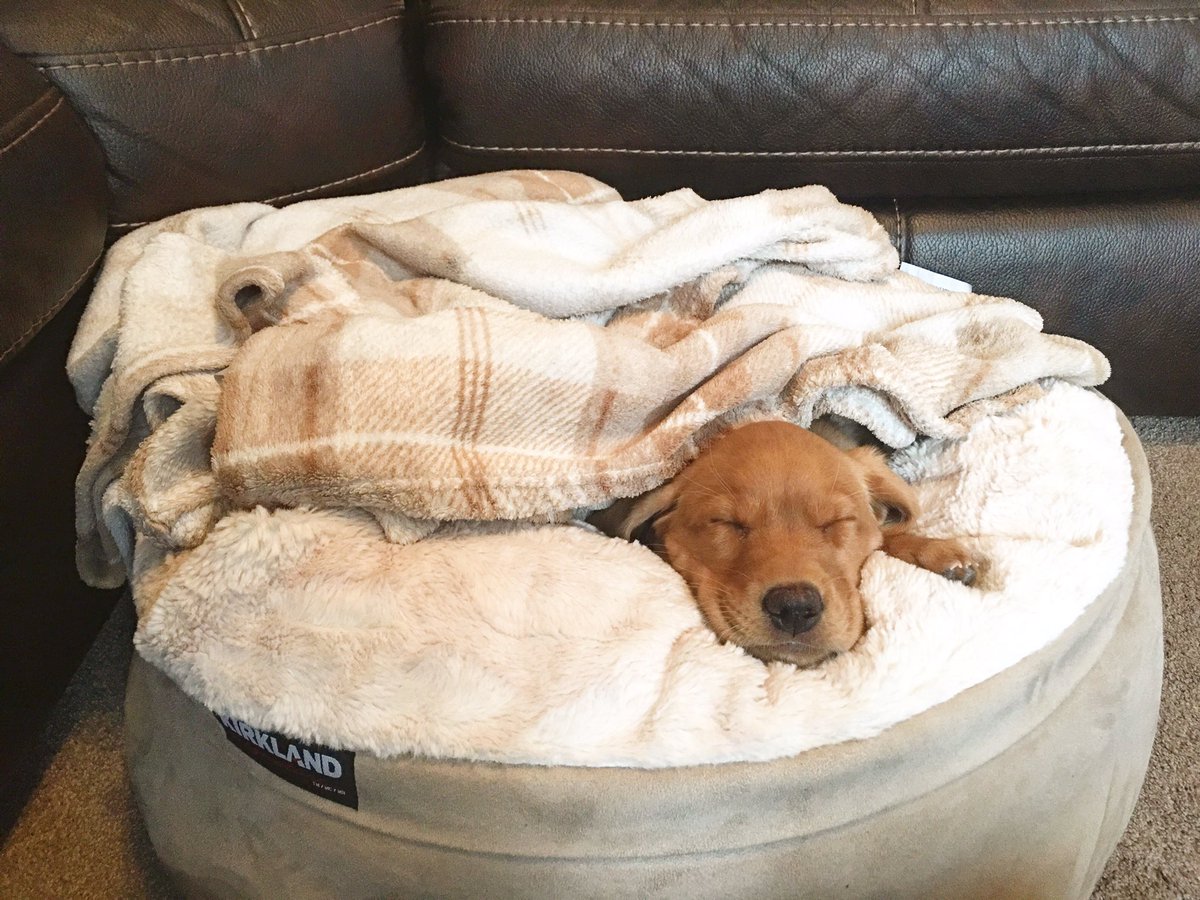 Abber_naffy's tweet photo. Is it could outside? I wouldn’t know! 🐾🐾 -
#finndrummond #handsomefinn #puppiesoftwitter #redfoxlab #doggo #pupperino #puppy #pup https://t.co/RLsl1MTXL4