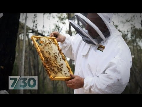 Watch this video about the recent #honeyscandal in #Australia. okt.to/ZenRUb If you want to learn more register for our webinar on Feb 27th okt.to/ZPNBzH #honeyanalysis #honeyfraud #foodfraud #honeyauthenticity <a href="/ABC/">ABC News</a> #NMRspectroscopy #honeyproduction