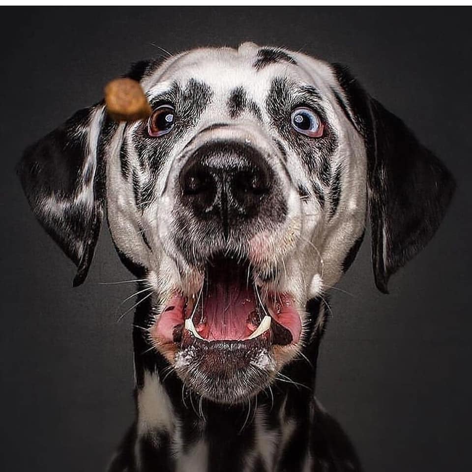 PuppiesLovers2's tweet photo. Dogs trying to catch treats in mid-air! ππ
ππ Tag Your Friends to see this beauty
πΆ Follow @PuppiesLovers2 π₯ @vieler.photography
#fetchmaster #cutepuppies #Dogs #Puppies #animals #dog #love #cute #cat #pets #family #friendship #TheMoreYouKnow #corgilife #puppy #pets https://t.co/M71zBixJ1c