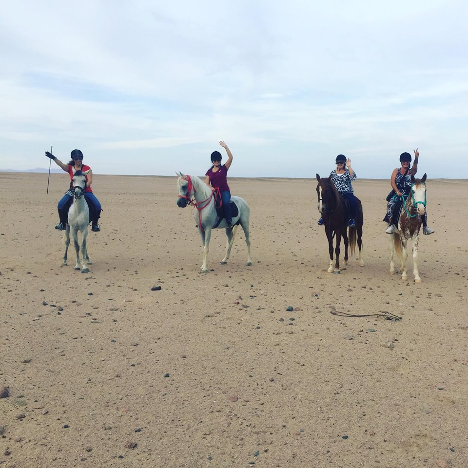 SaharaSharm's tweet photo. Horse loving ladies of Sharm El Sheikh. Any plans for Saturday yet?
Our regular 'hot to trot ladies trek' is happening again this Saturday at 3pm. Please join us on a trek for women only in the National Park.https://t.co/oUzzgy6vR7 #Horseriding #SaturdayPlans #HotToTrotGirlieTrek https://t.co/BkNhmBWiXH