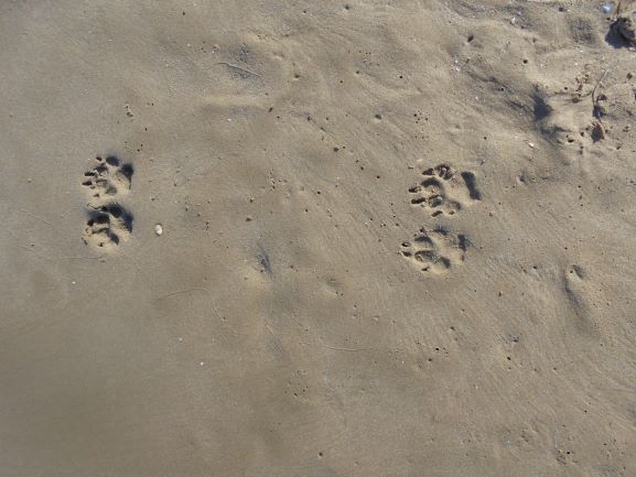 Estas cuatro patas están grabadas en mi corazón. #escuelacanina #losperrosdealma #amoralairelibre #playa #huellas #perro #instadog #mascotagram