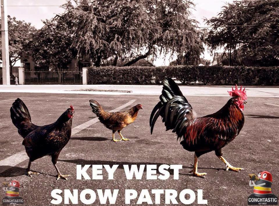 CONCHTASTIC NEWS ALERT:
In light of the arctic weather that has hit the Chicago area the Key West City Council unanimously approved a 2nd deployment of THE KEY WEST SNOW PATROL to the windy city. ;-) #KeyWest #Chicago #StaySafe