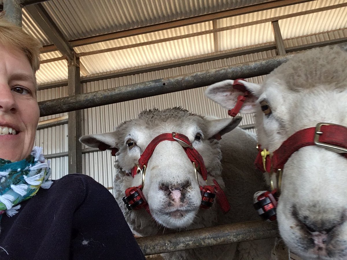 sheepishsarah's tweet photo. Fellow tweeters, PLEASE SHARE!!  We are looking for an amazing person to join our team as a senior technical officer. Must be pretty excited about sheep, obvs! But also need relevant experimental experience and some serious people wrangling skills. https://t.co/rMzLB5cqaf