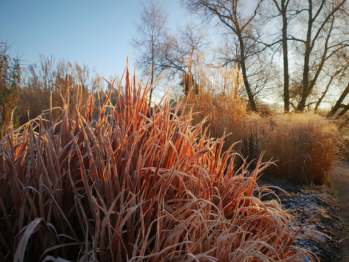 christophhowell's tweet photo. Beautiful blue sky over the frosty Grass Garden this morning @BhamBotanicalGd https://t.co/CTYeB790dU