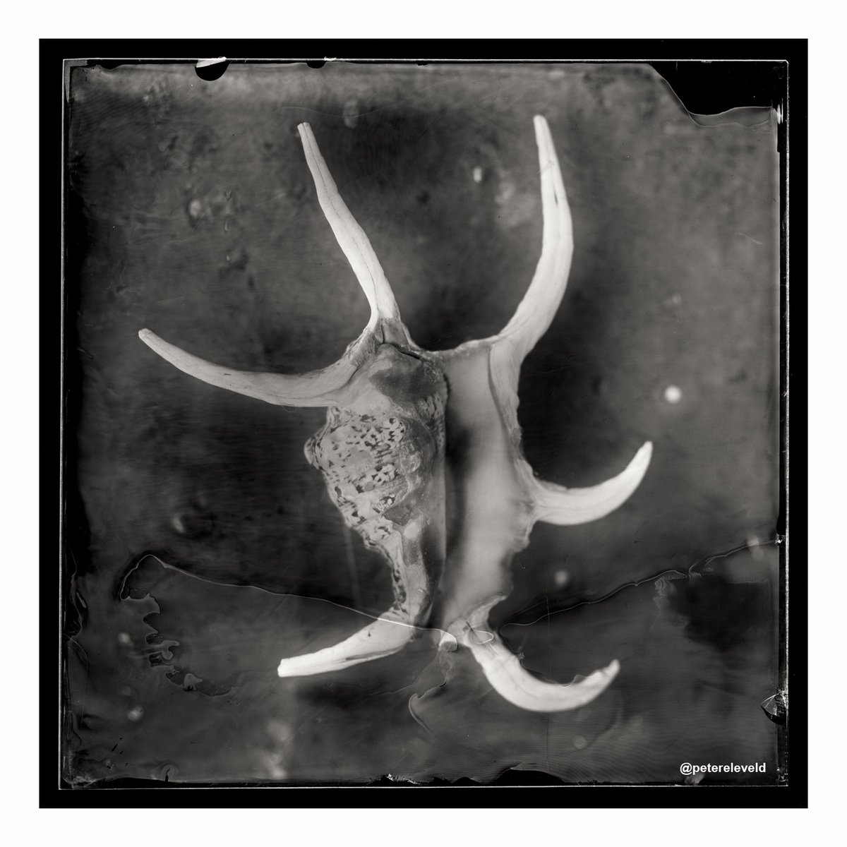 PeterEleveld's tweet photo. From last weekend, 'No title yet !', WetPlate glass Collodion 18x18 cm, If you think you have a great title for this image, please let know!
#wetplatecollodion #oldschool #collodion #wetplates #wetplatephotography #stillive #ambrotype https://t.co/YYFlhoSUSy