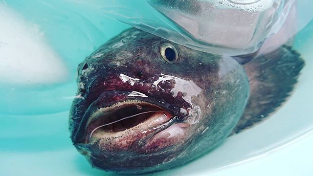 深海魚もしかして世界一ブサイクな方ですかのtwitterイラスト検索結果 深海魚もしかして世界一ブサイクな方ですかのtwitterイラスト検索結果