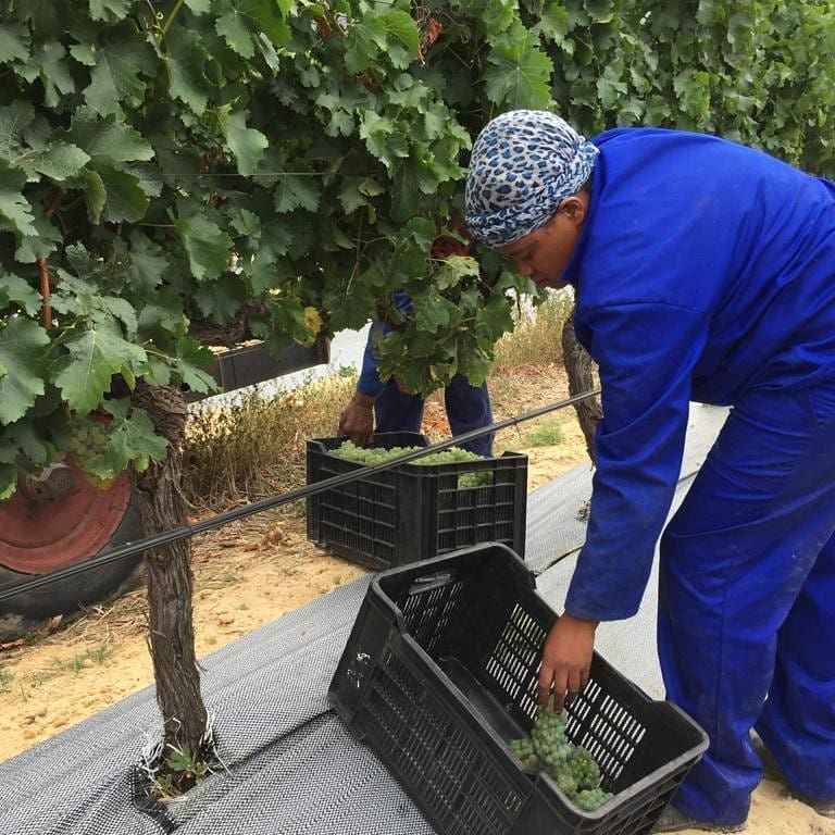Harvest 2019 - Sauvignon Blanc