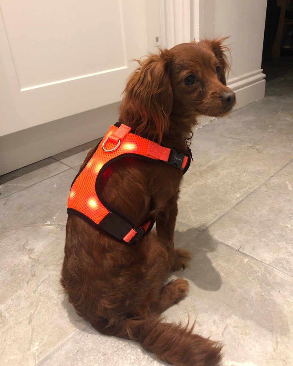 Pre walk photo with happy new wearer of the MyTrendPet LED anti-pull padded Harness, Winnie the cockapoo!  Available in a variety of colours and sizes check them out below. #mytrendpet #dogs #mansbestfriend #dogwalking #pawsome #safeandseen #pets mytrendglobal.com/collections/my… 🐶🐾