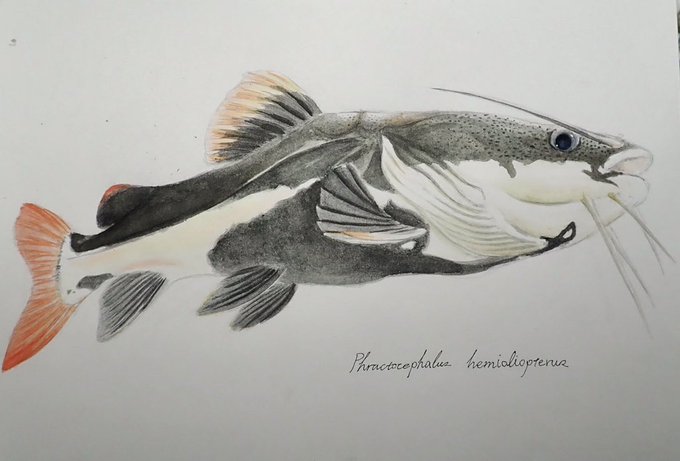みんなで大きな口の魚を描こうの会のtwitterイラスト検索結果 みんなで大きな口の魚を描こうの会のtwitterイラスト検索結果