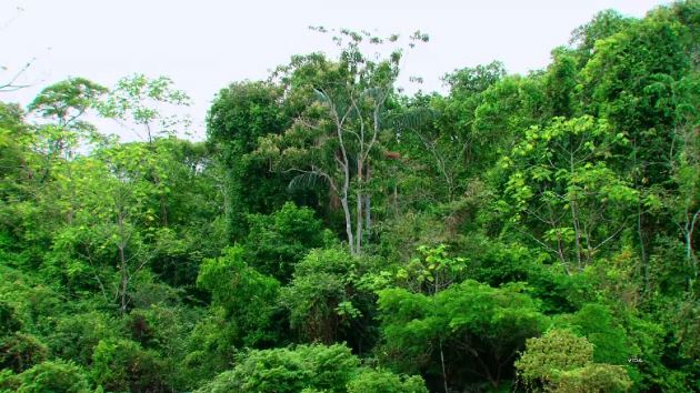 "Un bosque no es meramente un conjunto de árboles sino que es un  ecosistema fruto de la coevolución de centenares de a... | Panorama  Cultural | Scoopnest