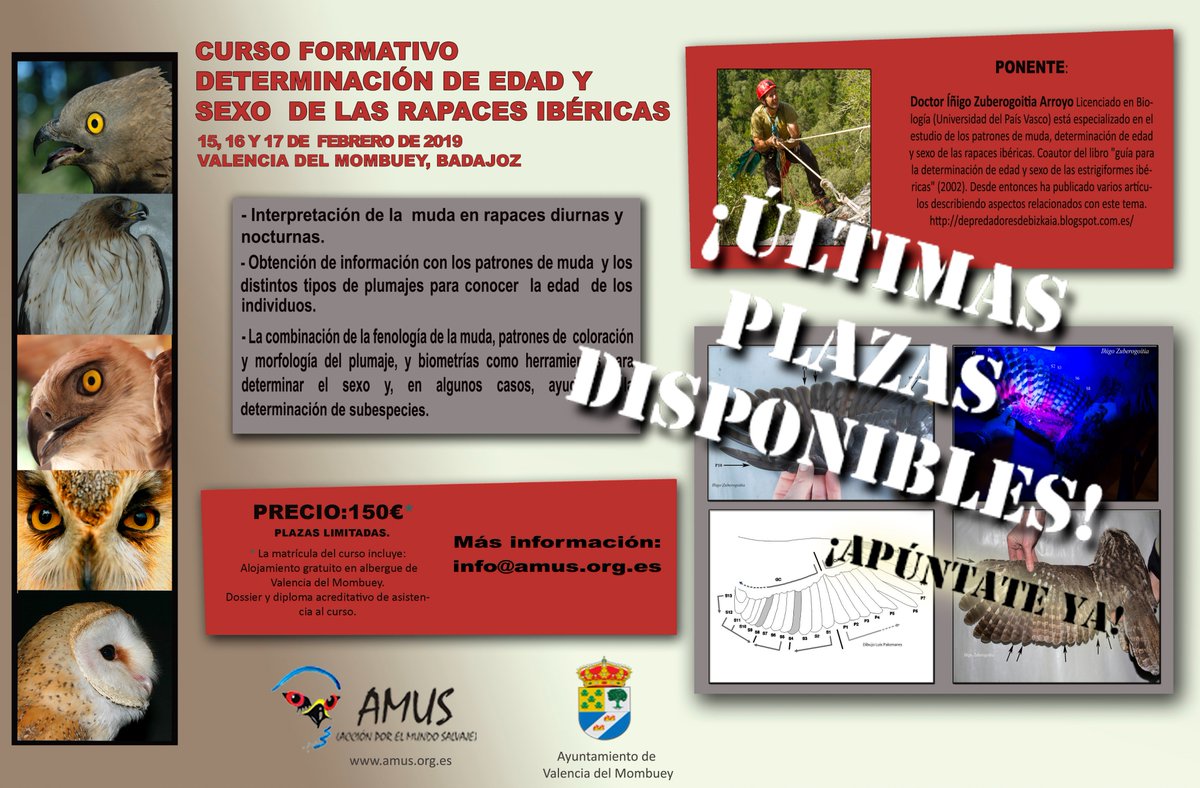 ¡ÚLTIMAS PLAZAS!
Sólo 2 para poner cartel "sin plazas".
No te puedes perder este impresionante curso, impartido por Íñigo Zuberogoitia, si quieres aprender a determinar edad y sexo en rapaces ibéricas.
Más info en info@amus.org.es
¡Apúntate ya!
#Formacion #raptor #SigueaAMUS