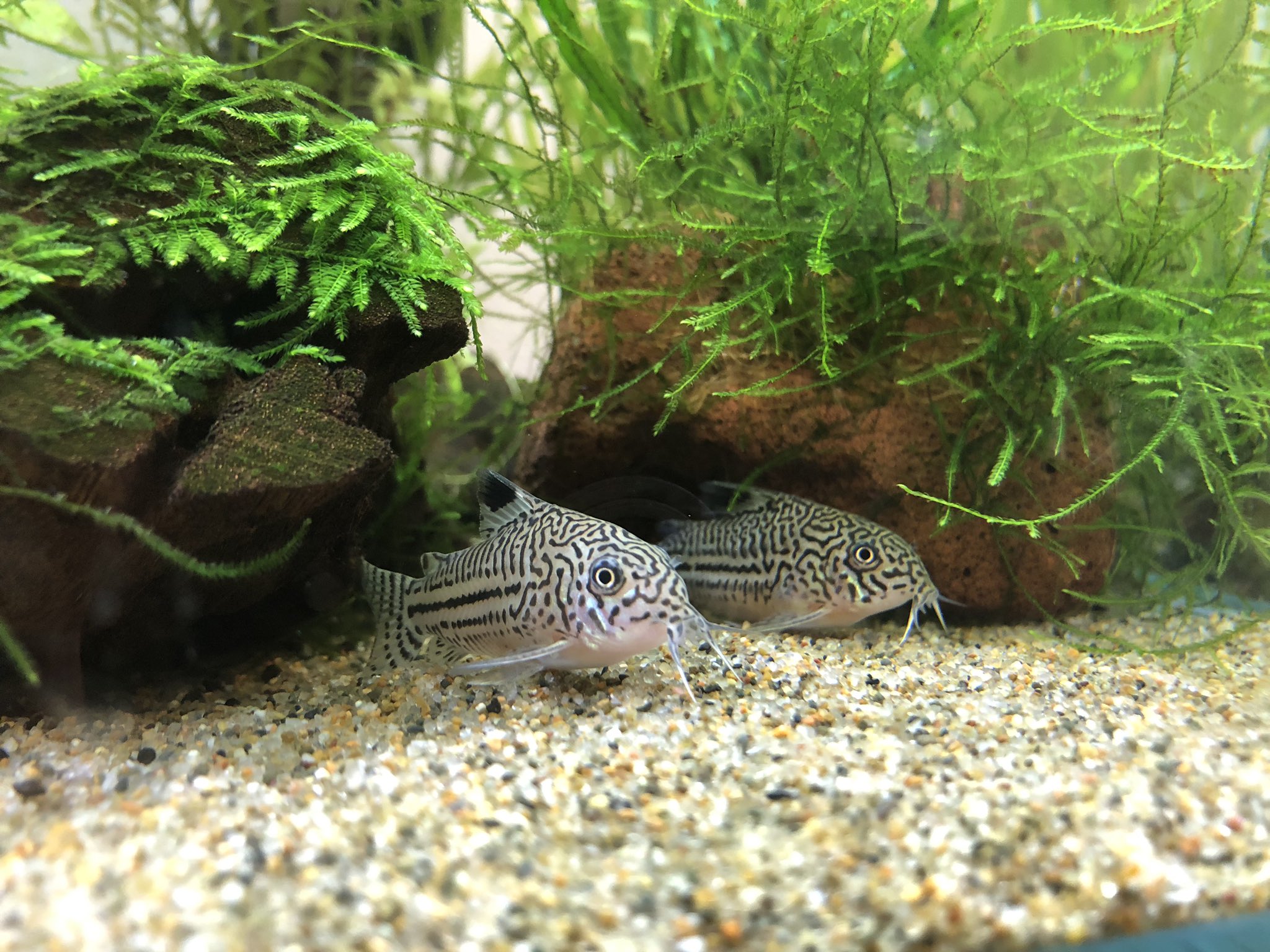 エイチエヌシー うちのコリジュリさん アクアリウム 熱帯魚 コリドラス コリドラスジュリー コリドラス トリリネアータス T Co 0rizxlksjm Twitter