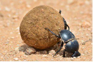 Decomposer jokes are the best...

A dung beetle walks into a bar and says, “Excuse me, is this stool taken?”