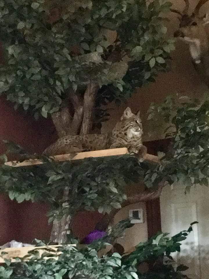 PetTreeHouses's tweet photo. #PetTreeHouses #Rufusthecat #bigcats #felinehabitats #realcattrees https://t.co/BJlcQsH22b