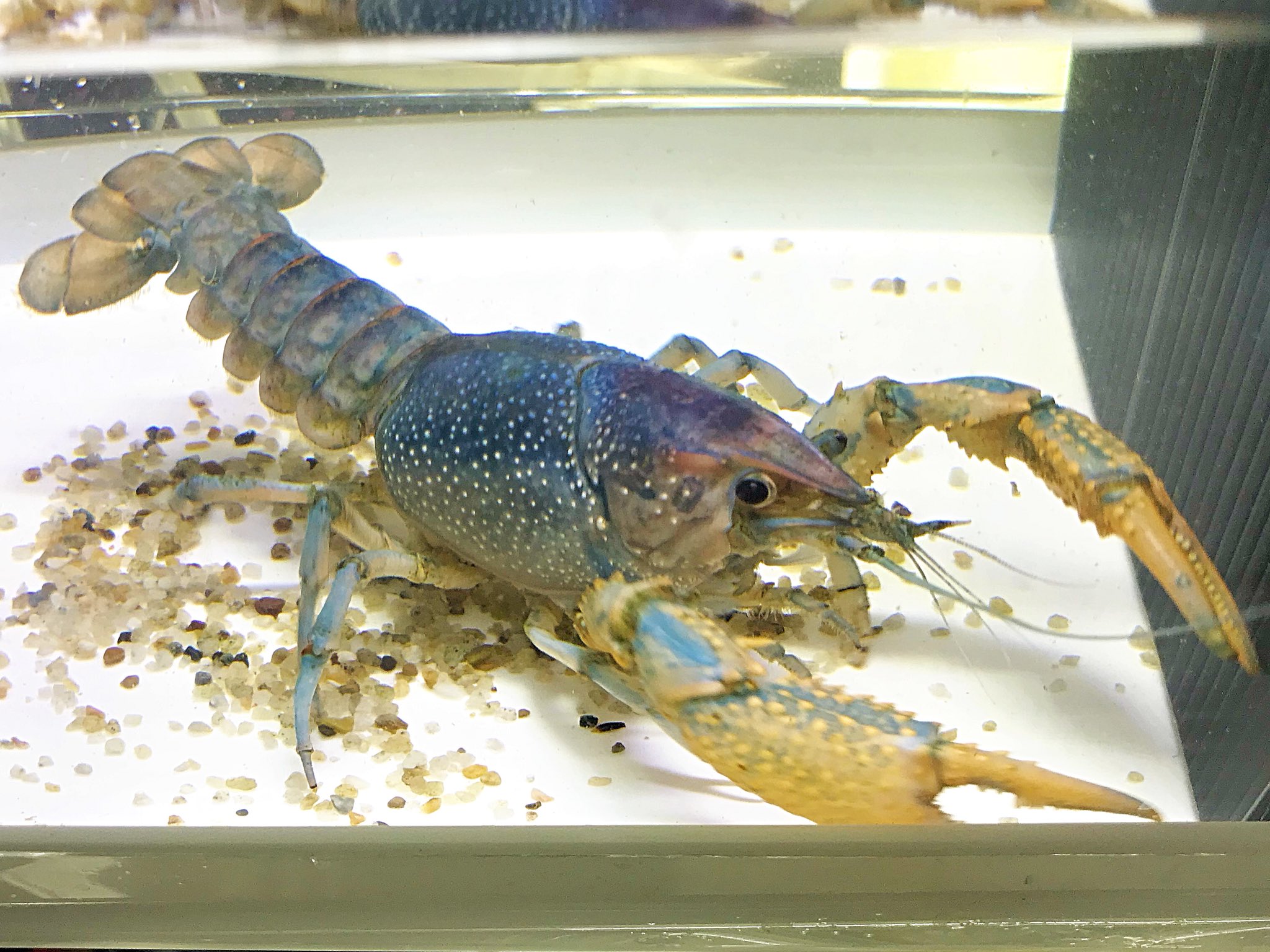 癒乃 さえり ザリガニの飼育経験中に 驚いたことといえばウチの 近所に十数年前ザリガニの 血統を守ってる人がいて ジャパンゴースト サンセットゴースト 青 赤 サクラ 白と 昔ながらの品種が 揃っていたことですw 後から知ったのは青の血統を 良く流通させ 癒乃 さえり ザリガニの飼育経験中に 驚いたことといえばウチの 近所に十数年前ザリガニの 血統を守ってる人がいて ジャパンゴースト サンセットゴースト 青 赤 サクラ 白と 昔ながらの品種が 揃っていたことですw 後から知ったのは青の血統を 良く流通させ