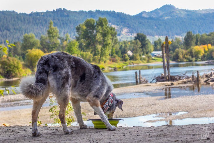 Gear Review: Dexas Popware for Pets Collapsible Travel Bowls longhaultrekkers.com/dexas-popware-…
