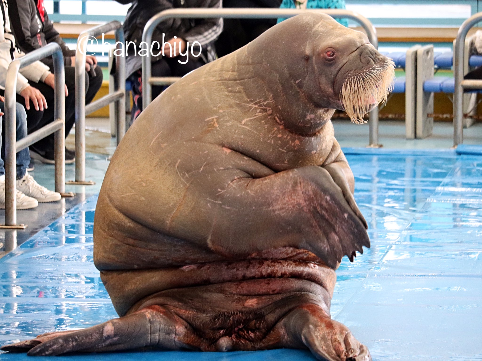 はなちよ セイウチプールの横に ３頭の可愛いイラストがありました 鳥羽水族館 セイウチ クウちゃん ツララちゃん ポウちゃん で おやすみなさい T Co Vpvjy9xtzr Twitter